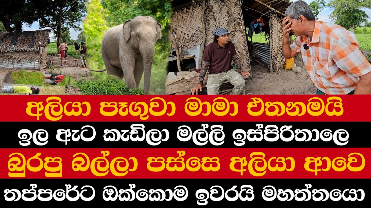 අලියා පෑගුවා මාමා එතනමයි | ඉල ඇට කැඩිලා මල්ලි ඉස්පිරිතාලෙ | බුරපු බල්ලා පස්සෙ අලියා ආවෙ