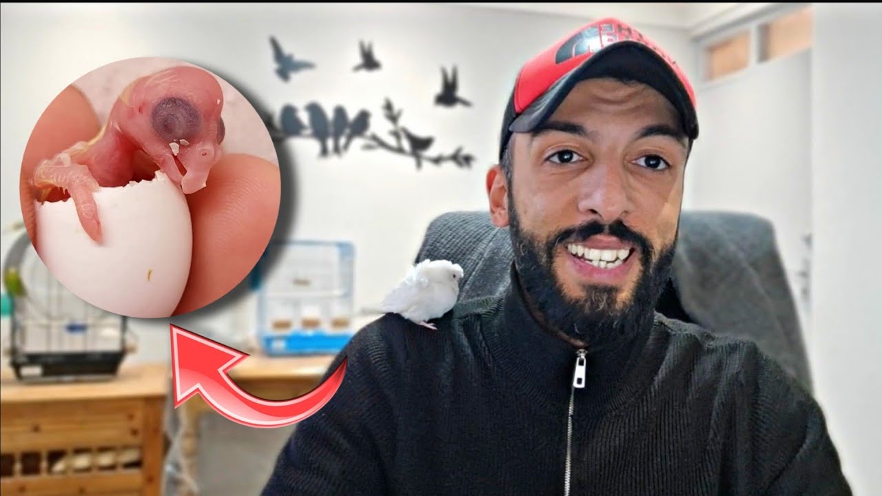 اليوم ولادة فراخ جديدة 😅😅