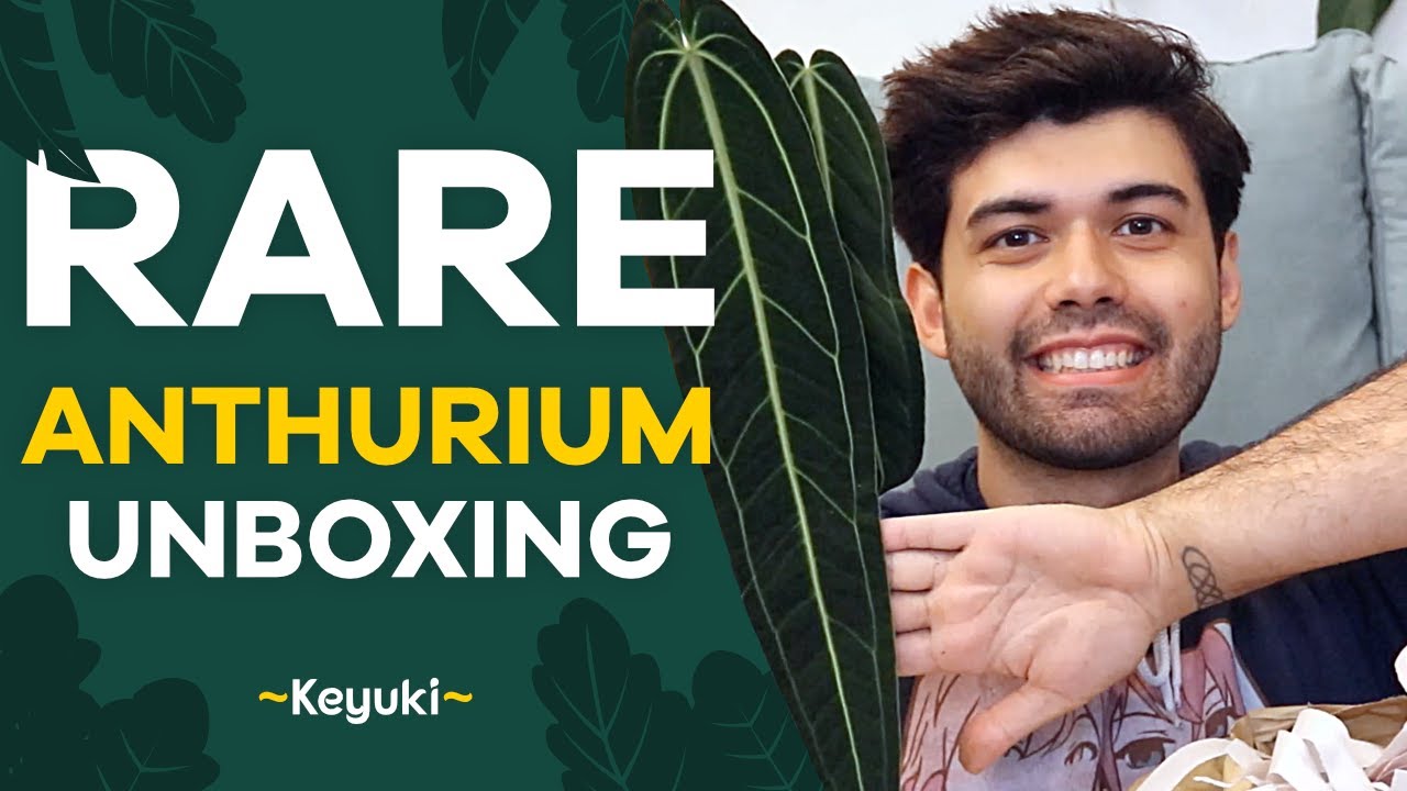 RARE Anthurium unboxing - Don't miss this stunning queen leaf! - Ecuagenera Import