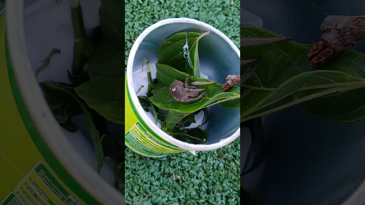 My first Australian Spider pet.. #gagambafight #gagamba #gagambaPinas #gagambaderby