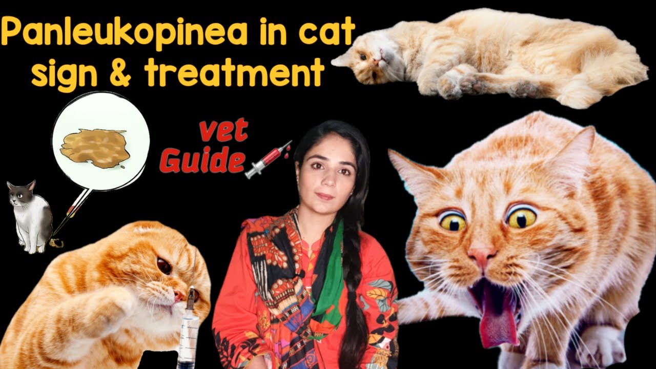 How To Treat Feline Panleukopenia At Home / Feline Panleukopenia kiya ha? / Feline Parvo treatment