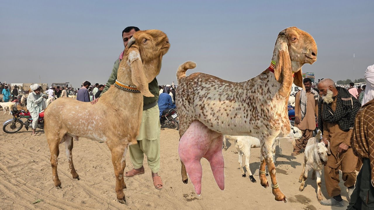 قیمت 9 رمضان 27 فروری 2026 ریٹ 😱🥰 مکھی چینی پراگڈنٹ بکری 🐐 سستا ترین ریٹ 