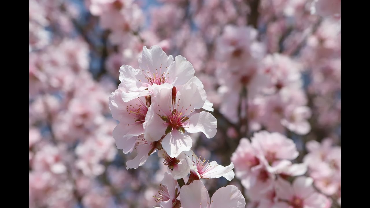 Die Mandelblüten in der Pfalz