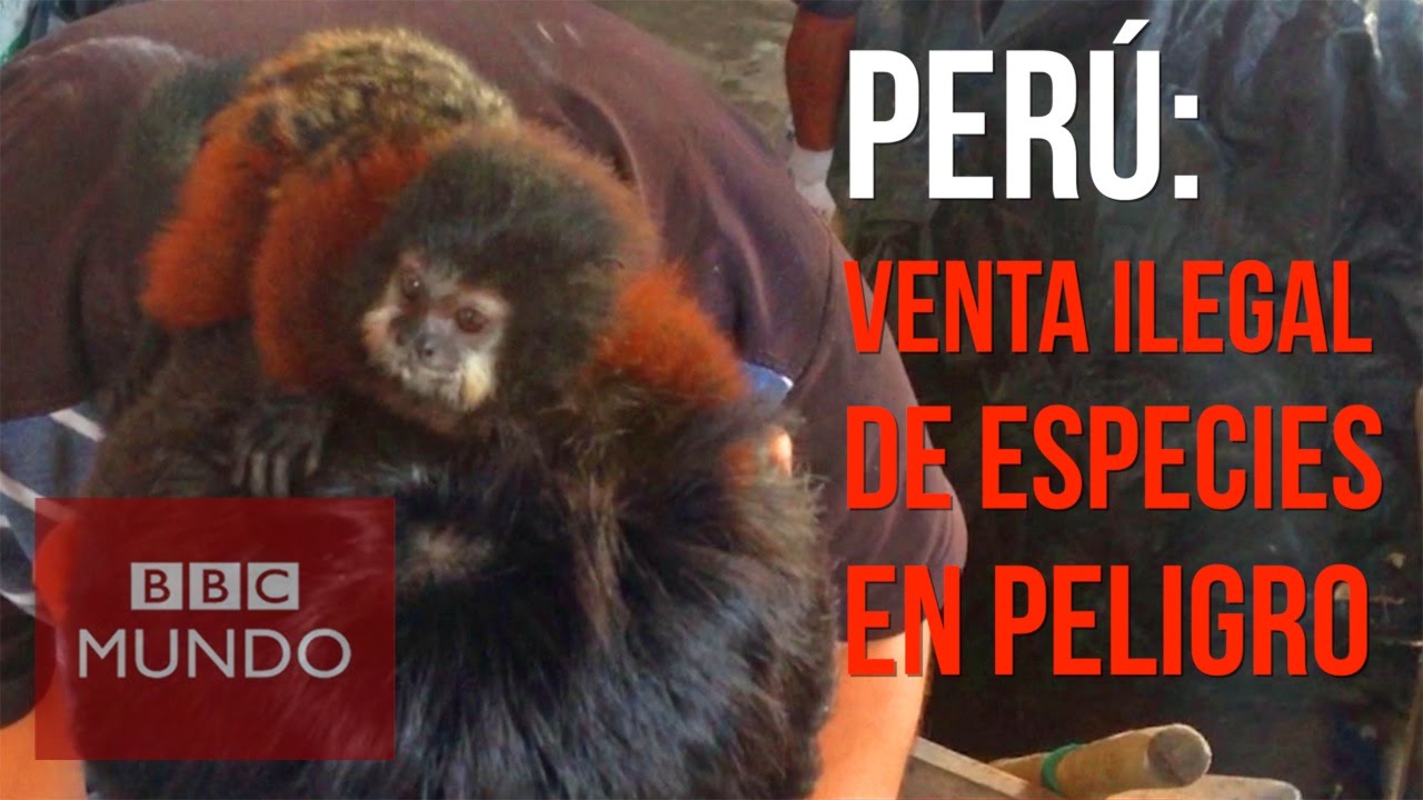 Perú: dentro del comercio ilegal de especies amenazadas