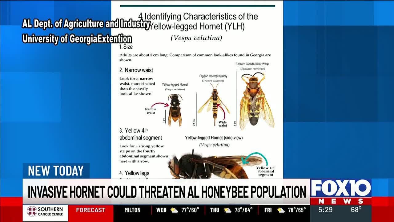 Alabama sets traps at Port of Mobile to stop invasive hornet threatening honeybees