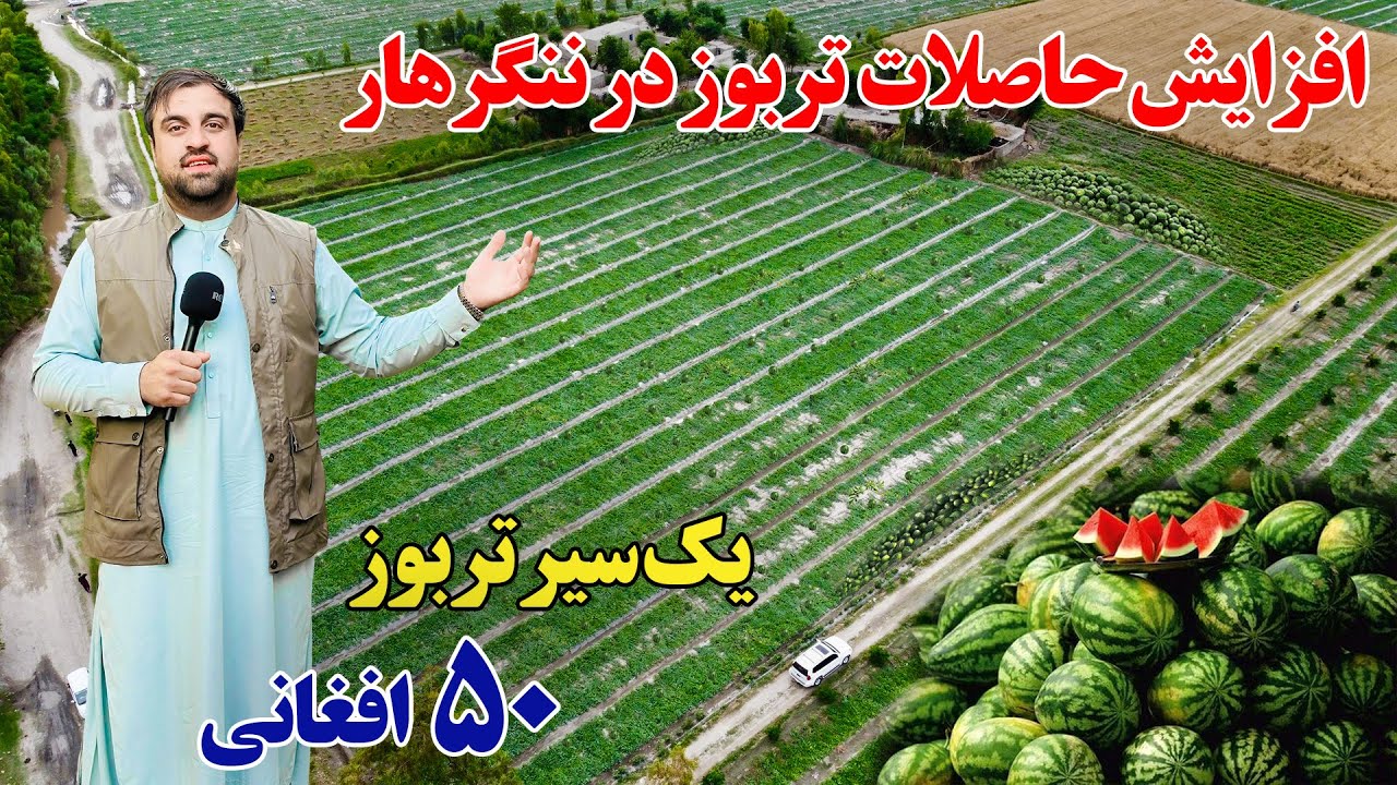 گزارش ویژه از حاصلات تربوز در ولایت ننگرهار | Watermelon Harvests in Nangarhar Province”