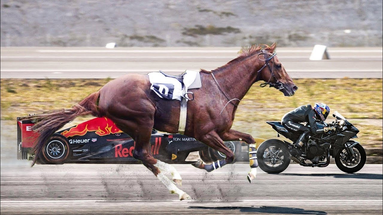 TOP 8 RAÇAS DE CAVALOS MAIS RÁPIDOS DO MUNDO