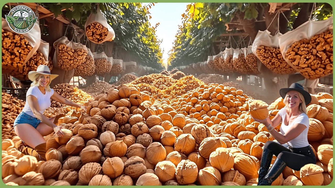 How Million Tons of Walnuts Are Processed - Massive Walnut Farming & Harvesting