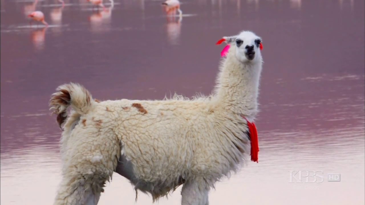 PBS   Travels to the Edge With Art Wolfe   Bolivia, The Altiplano 2007 720p HDTV AC3 SoS converted