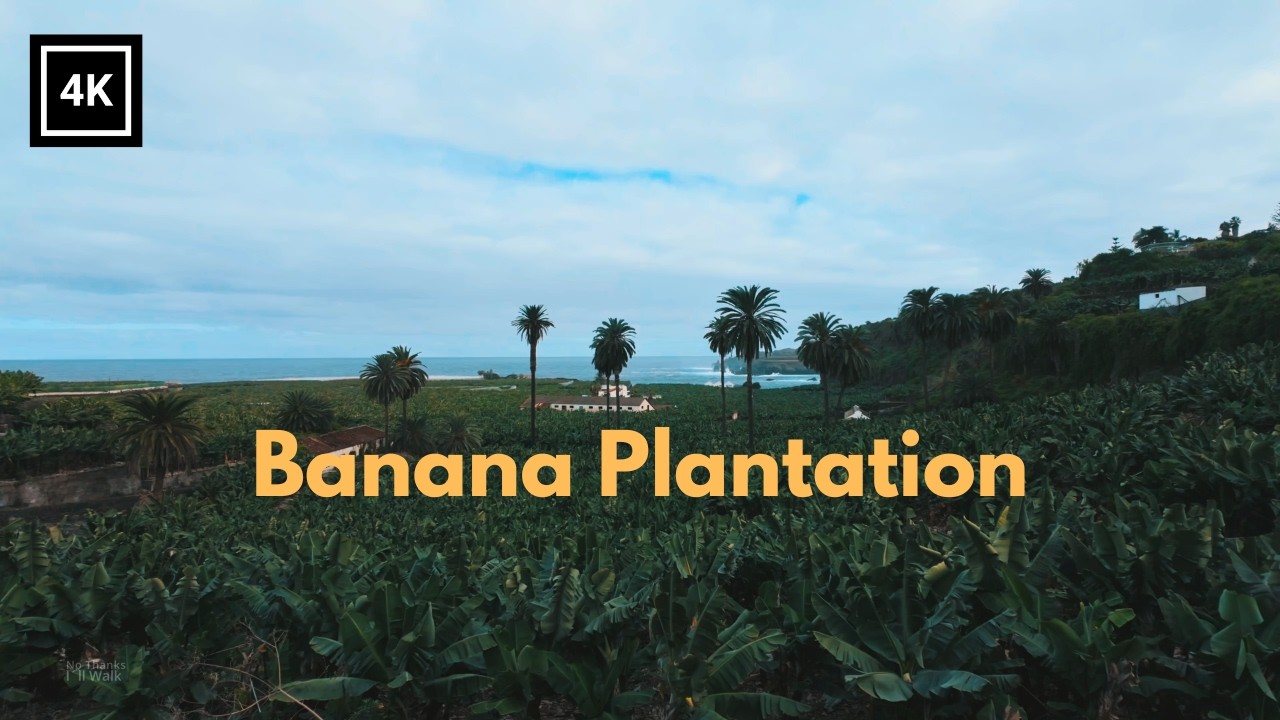 Banana Plantation Walk & Wild Atlantic Coast | Canary Islands (4K)