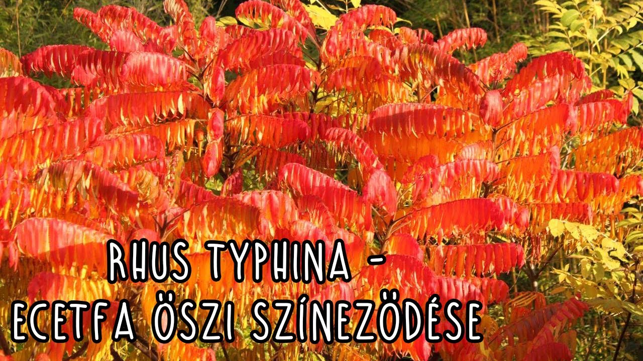 Rhus typhina - Ecetfa őszi színeződése (nem egyenlő a bálványfával)