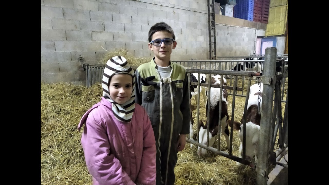 A l'heure de la traite des vaches au Gac de l'Ebes de Saint-Etienne-du-Valdonnez