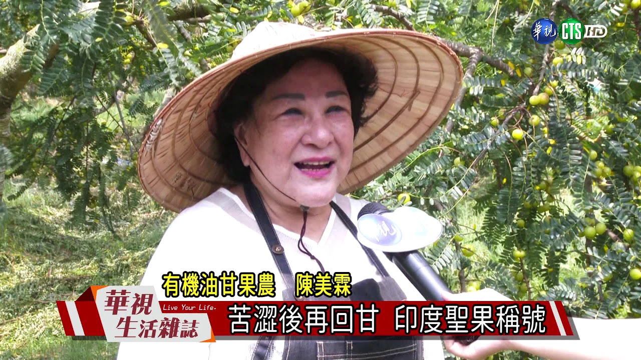 阿嬤級水果「油甘」 40年後翻紅