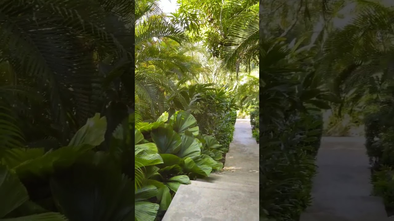 How to create a tropical garden in 2023 #relaxing #tropicalgarden