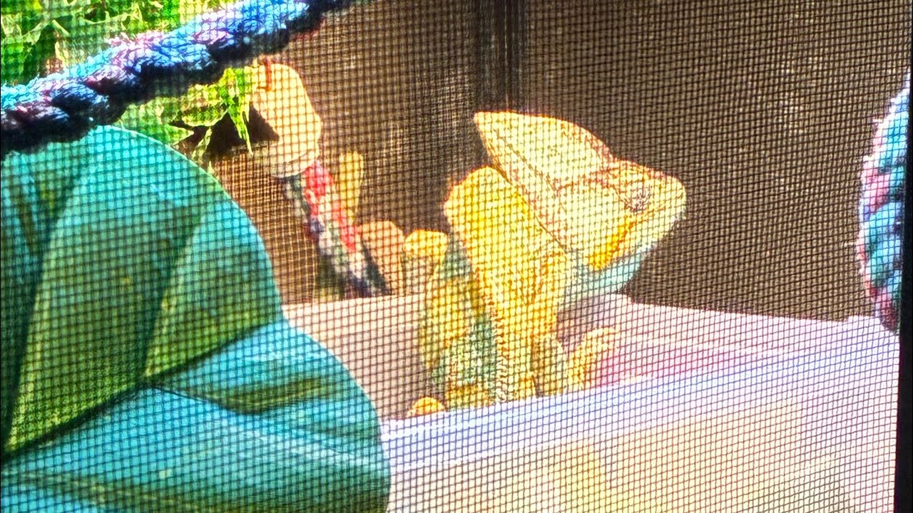 “Daily vlog 28th”! #love #reptiles #pets ##chameleon #lizard #nature #2026 #cute #cuteanimal 