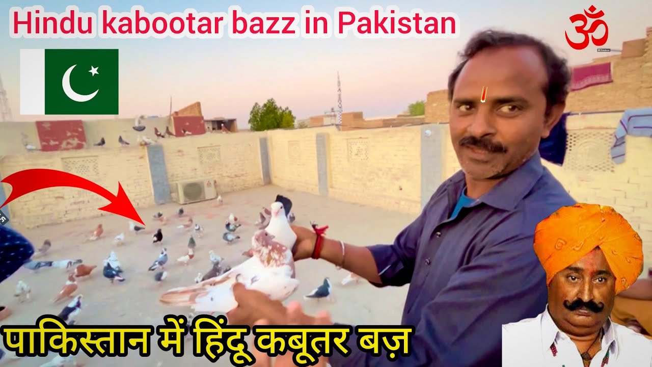 Hindu kabootar bazz in Pakistan 🇵🇰 || पाकिस्तान में हिंदू कबूतर बज़