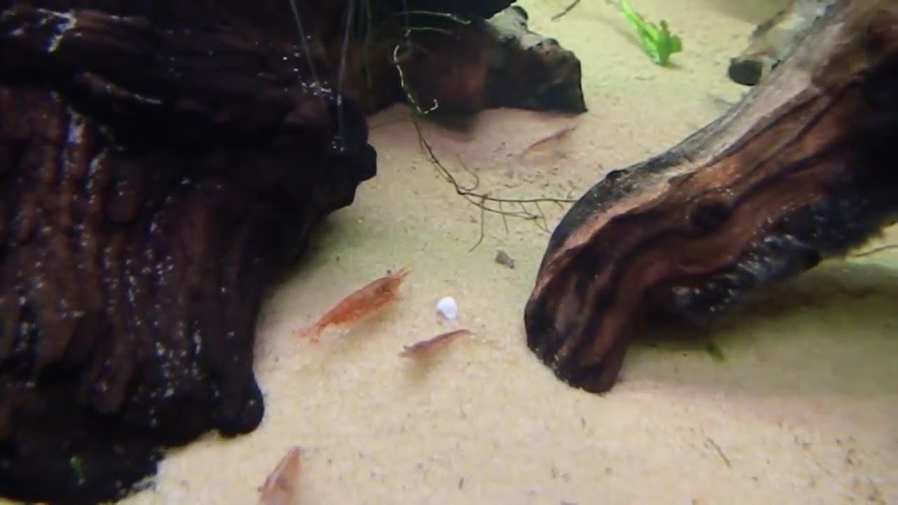 cherry shrimp/ Galaxy Rasbora (celestial pearl danio)