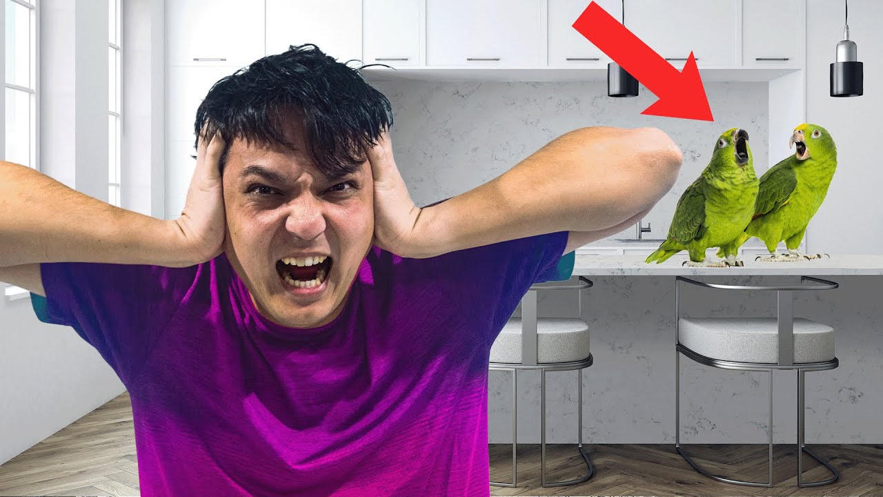 Лучшие говорящие попугаи для начинающих