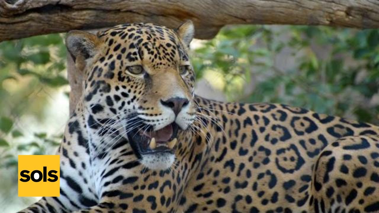Saving the Jaguars | Costa Rica