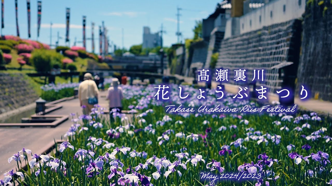 高瀬裏川花しょうぶまつり～初夏の玉名を彩るあでやか花しょうぶ～（熊本県玉名市）
