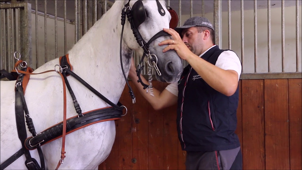 Lipizzan Pair for Sale! Conversano & Pluto