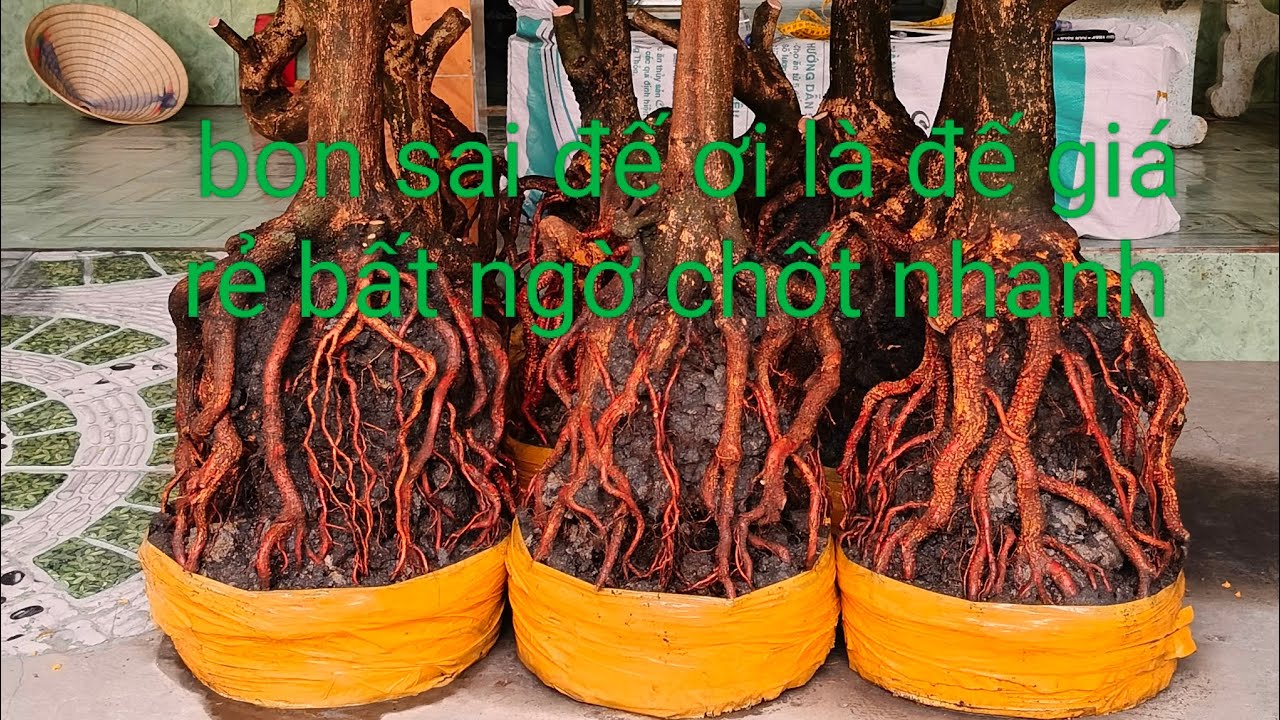 Ngày 22/12 bon sai đế ơi là đế giá rẻ bất ngờ chốt 0332793171 hoàng tuấn