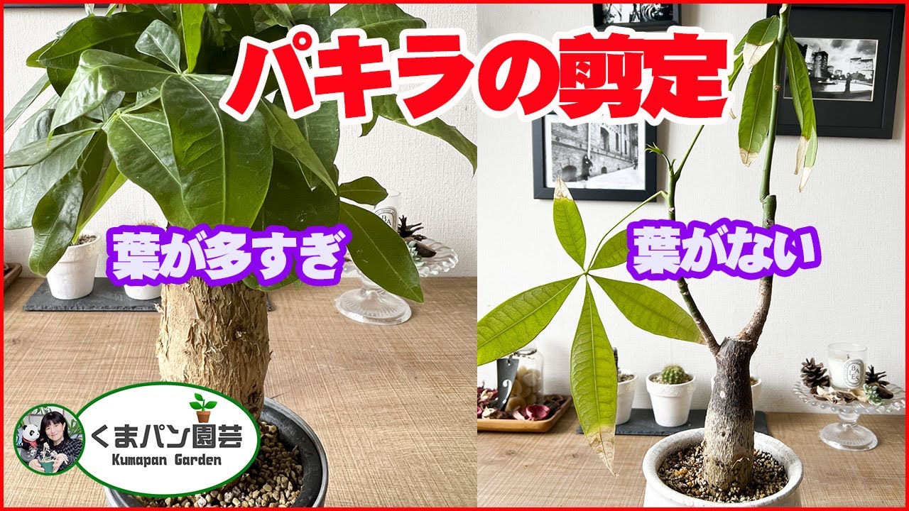 【パキラの剪定】間引き＆ザックリ・観葉植物【くまパン園芸】