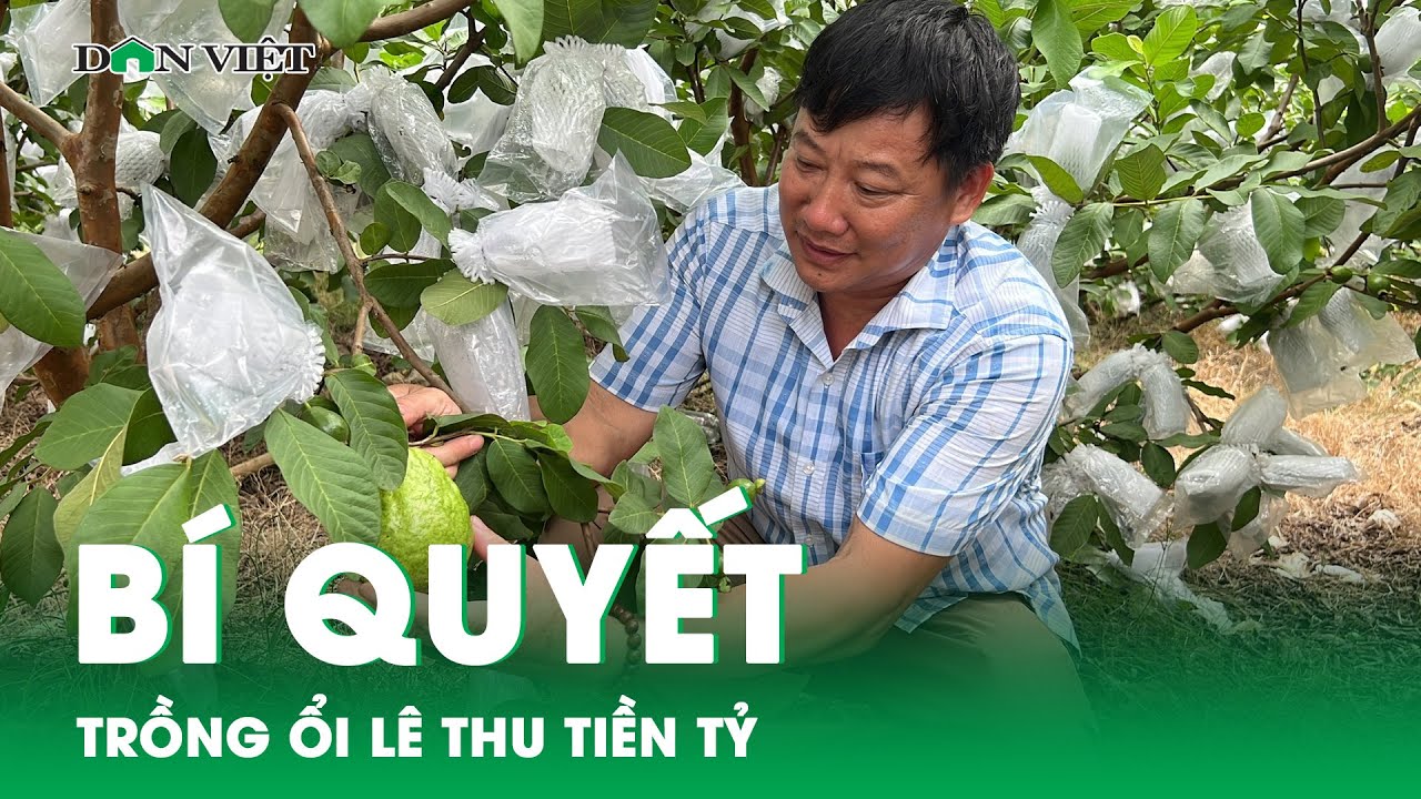 Bí quyết trồng ổi lê Đài Loan thu về gần 50 tỷ đồng một năm | Báo điện tử Dân Việt