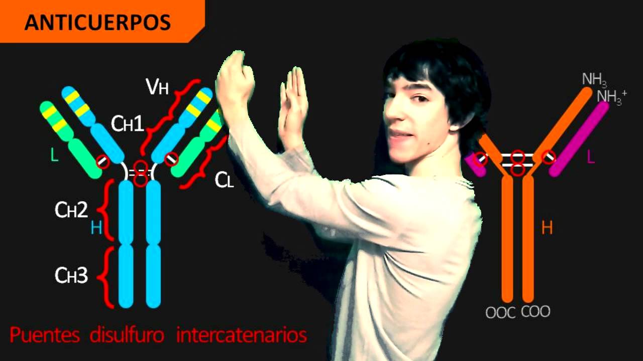 Anticuerpos (Estructura)