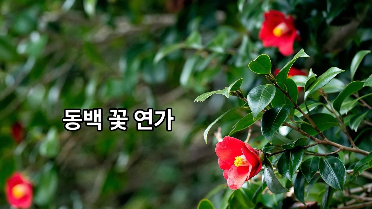 동백꽃 연가