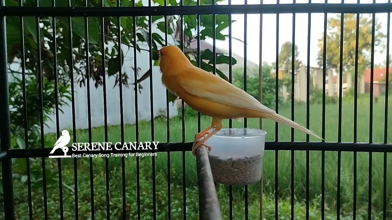 Ultimate Canary Master: Кристально чистые песни для стимуляции активного щебетания.