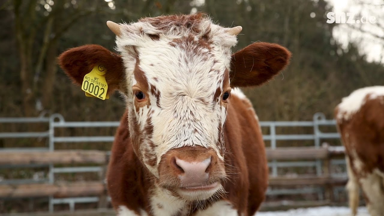 Seltene Rinderrasse: Norwegische Telemarkrinder im Tierpark Arche Warder