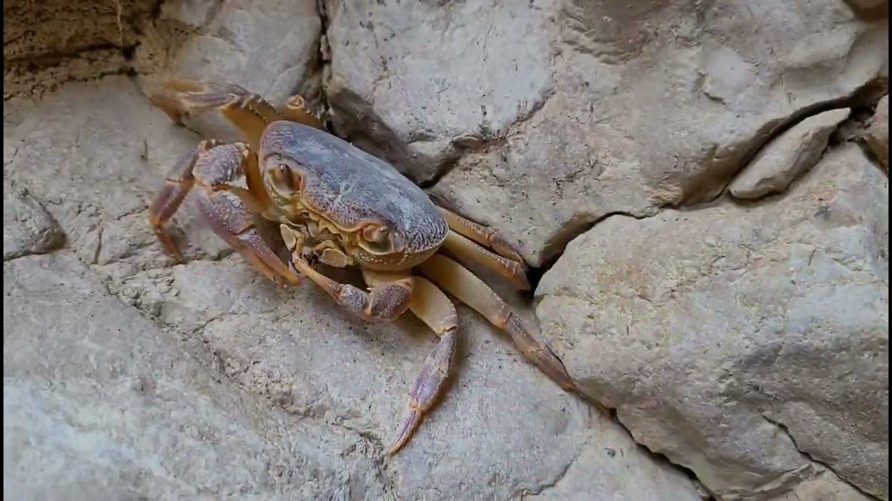 Wadi bin Hammad canyon/ Jordan 2022