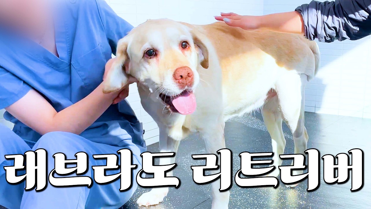 대형견이 완전 귀엽거덩요?