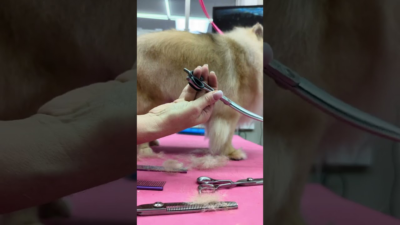 Yento Tanto scissors demonstration