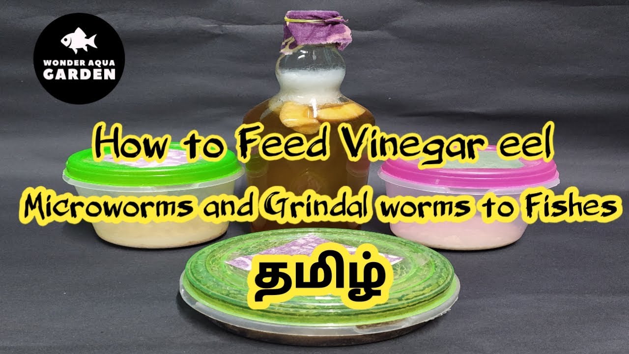 How to Feed Vinegar eel , Grindal worms, Microworms to Fishes in Tamil | தமிழ் | Wonder Aqua Garden