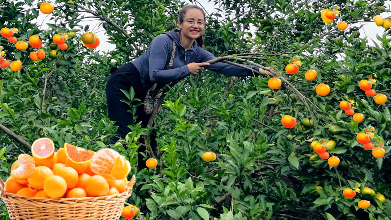 Harvest orange gardens to go to the market to sell, cook, and grill fish