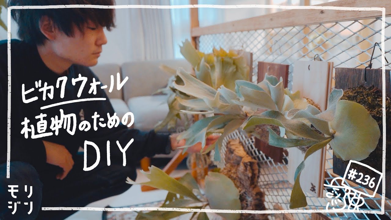 【植物のDIY】新たなビカクウォール作り。太陽光で育てたいビカクシダ #236