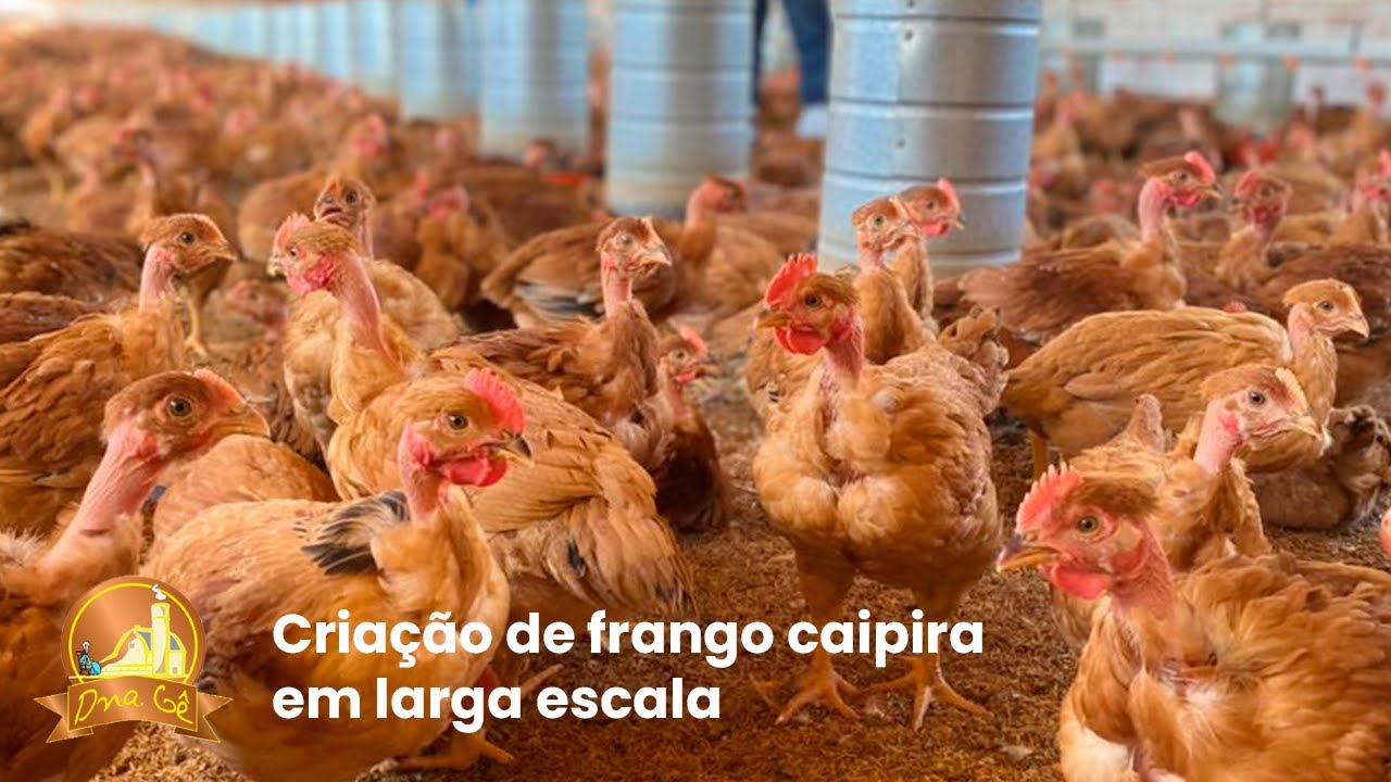Granja investe na cria&ccedil;&atilde;o de frango caipira em larga escala - Reportagem AgroRecord