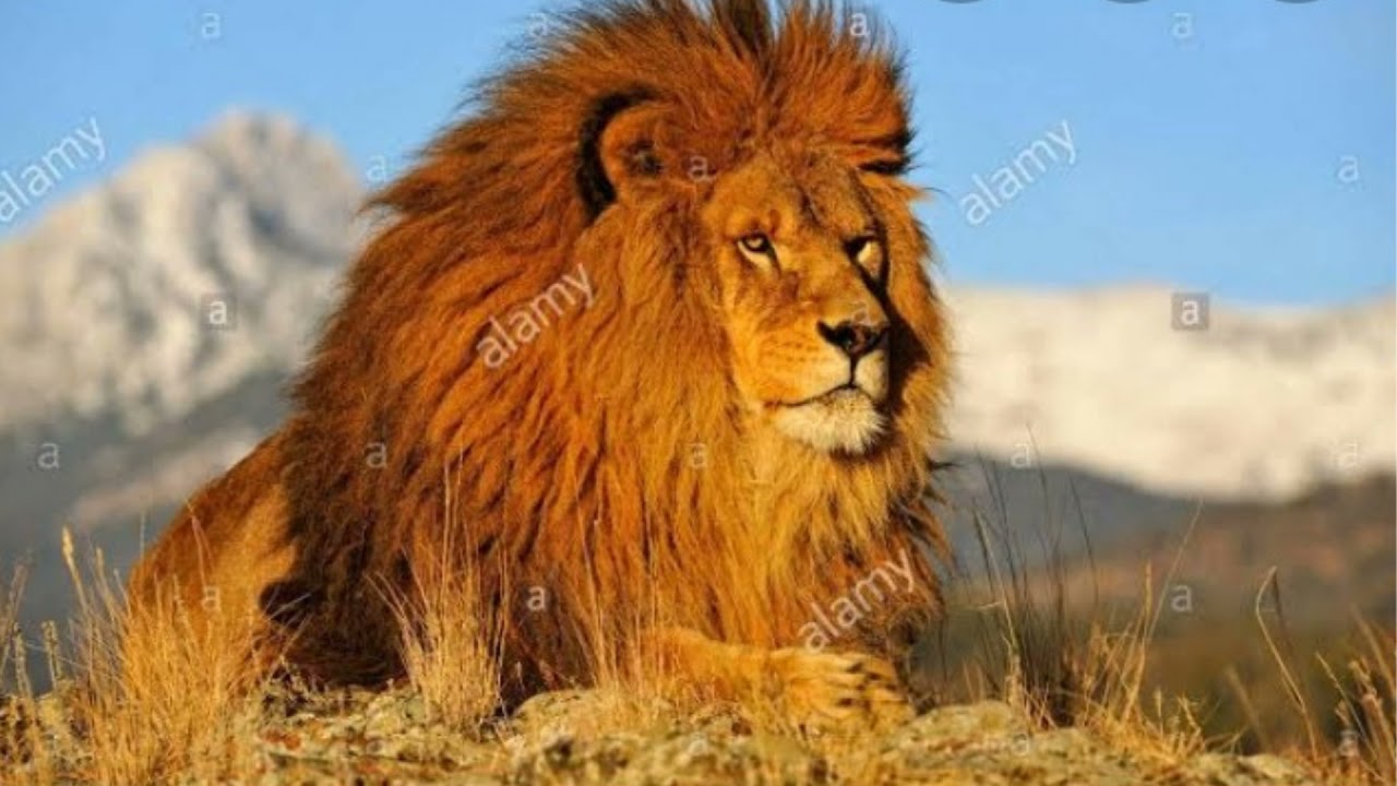 Majestic Lions Compilation