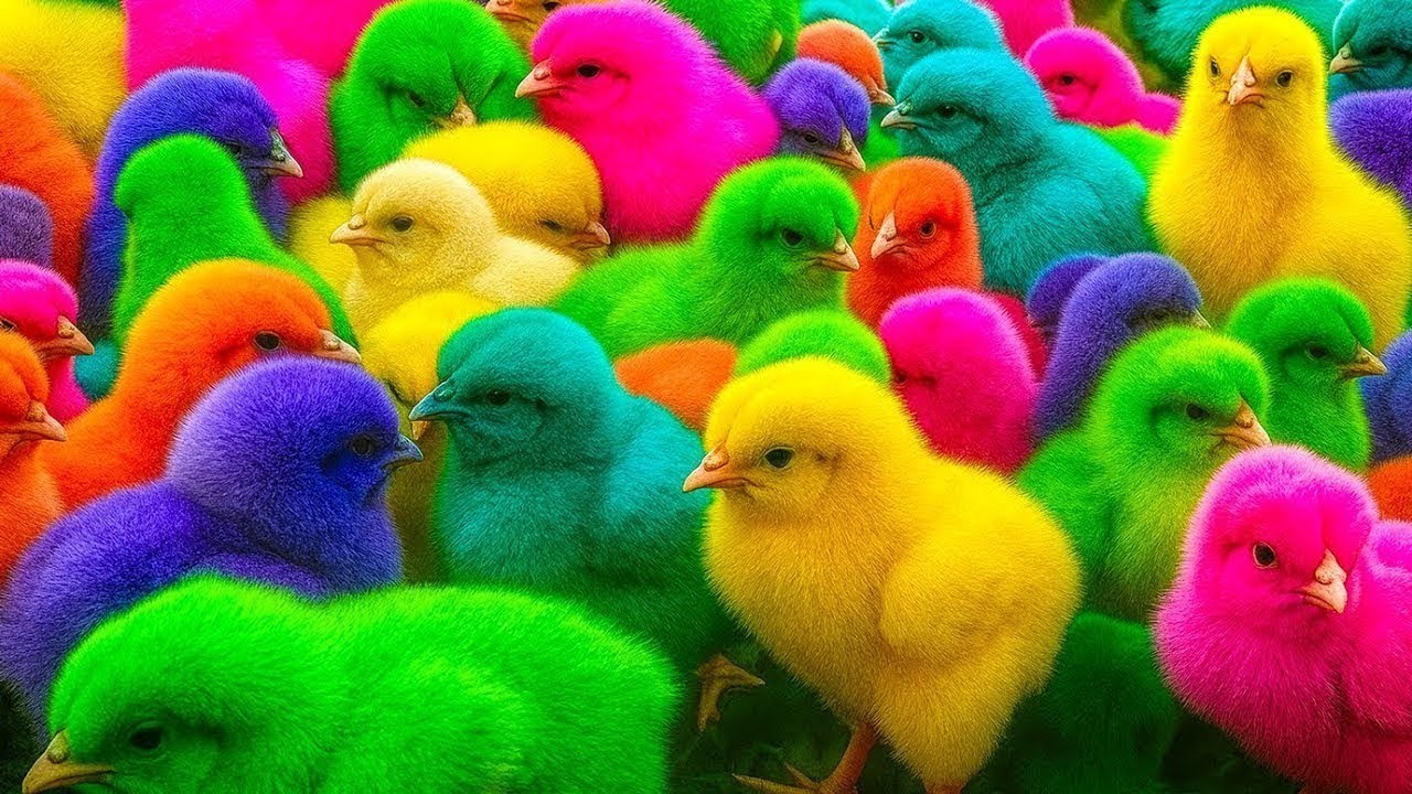 Menangkap Ayam Warna warni, Ayam Rainbow, Bebek lucu, kelinci, kura kura, Kucing lucu, Hewan lucu