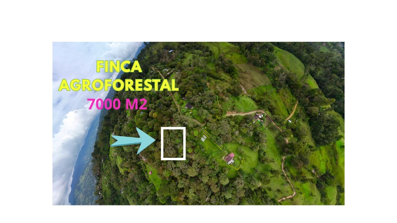 Terreno agroforestal con café en venta | El Milagro