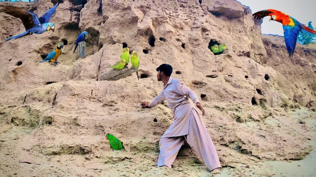 Hum na  jungli parrot or boht sary birds 🦅 pakar leye |😲|I catch a birds |😲|   #parrot  #greenparrot