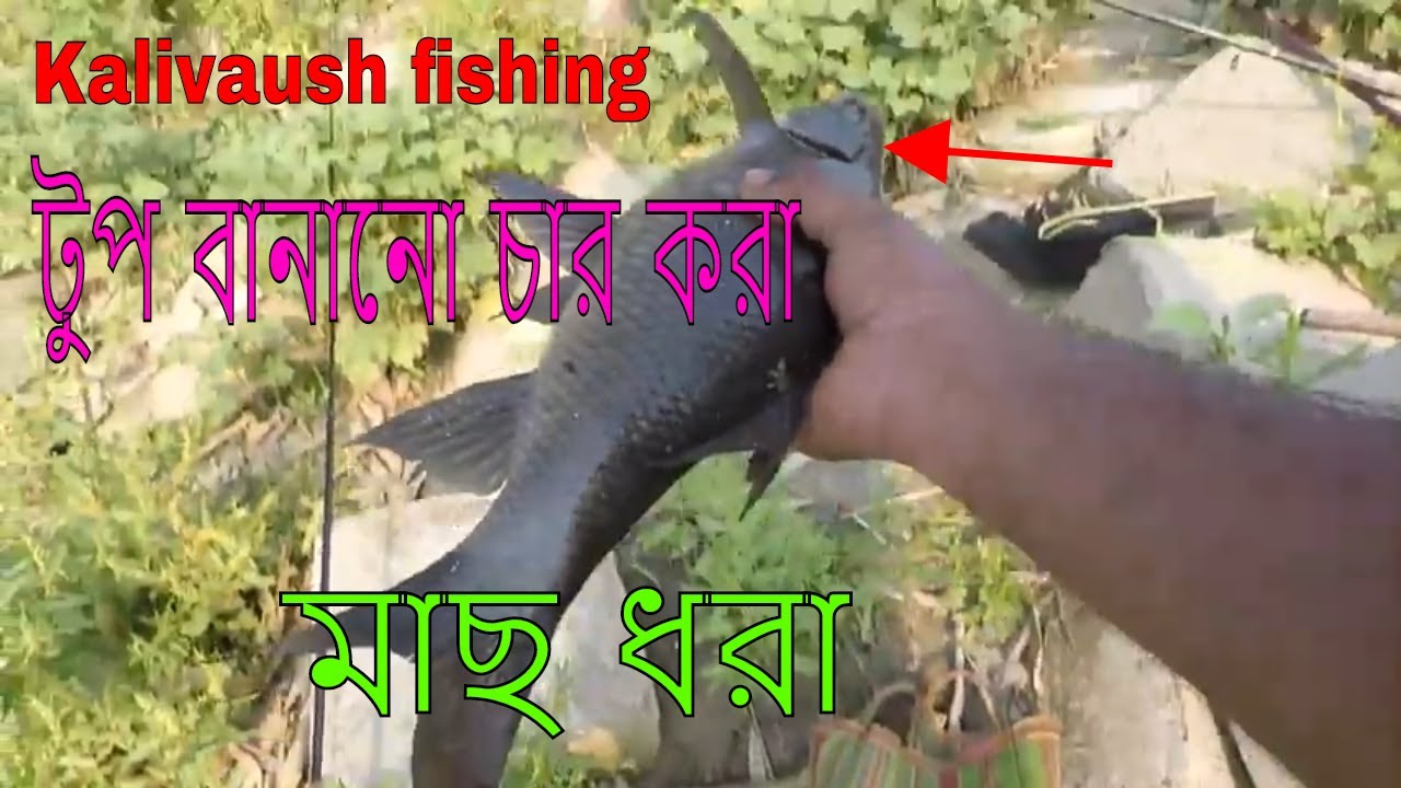 How to make Top chum for Kalivaush fishing টুপ বানানো চার করা এবং কালভাউস মাছ ধরা