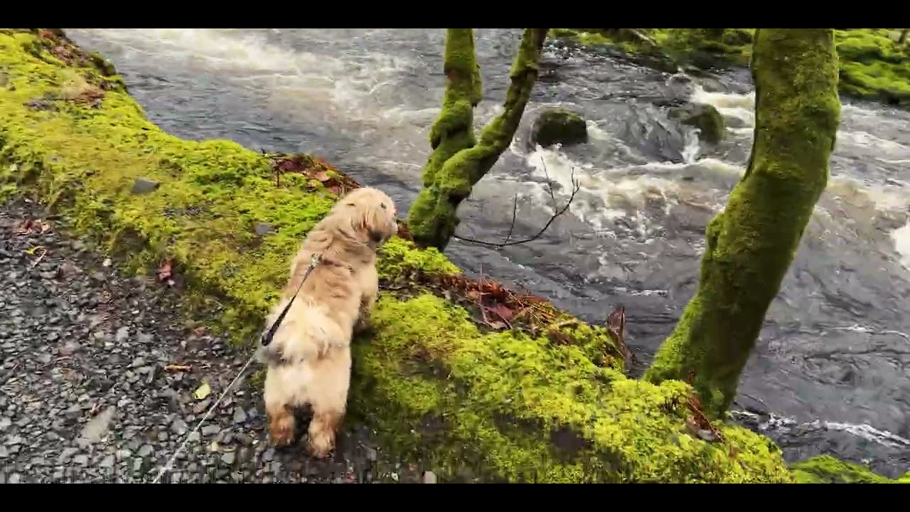 Heading for Penkiln burn, a drizzly Minnigaff afternoon with my wee mate Bear.