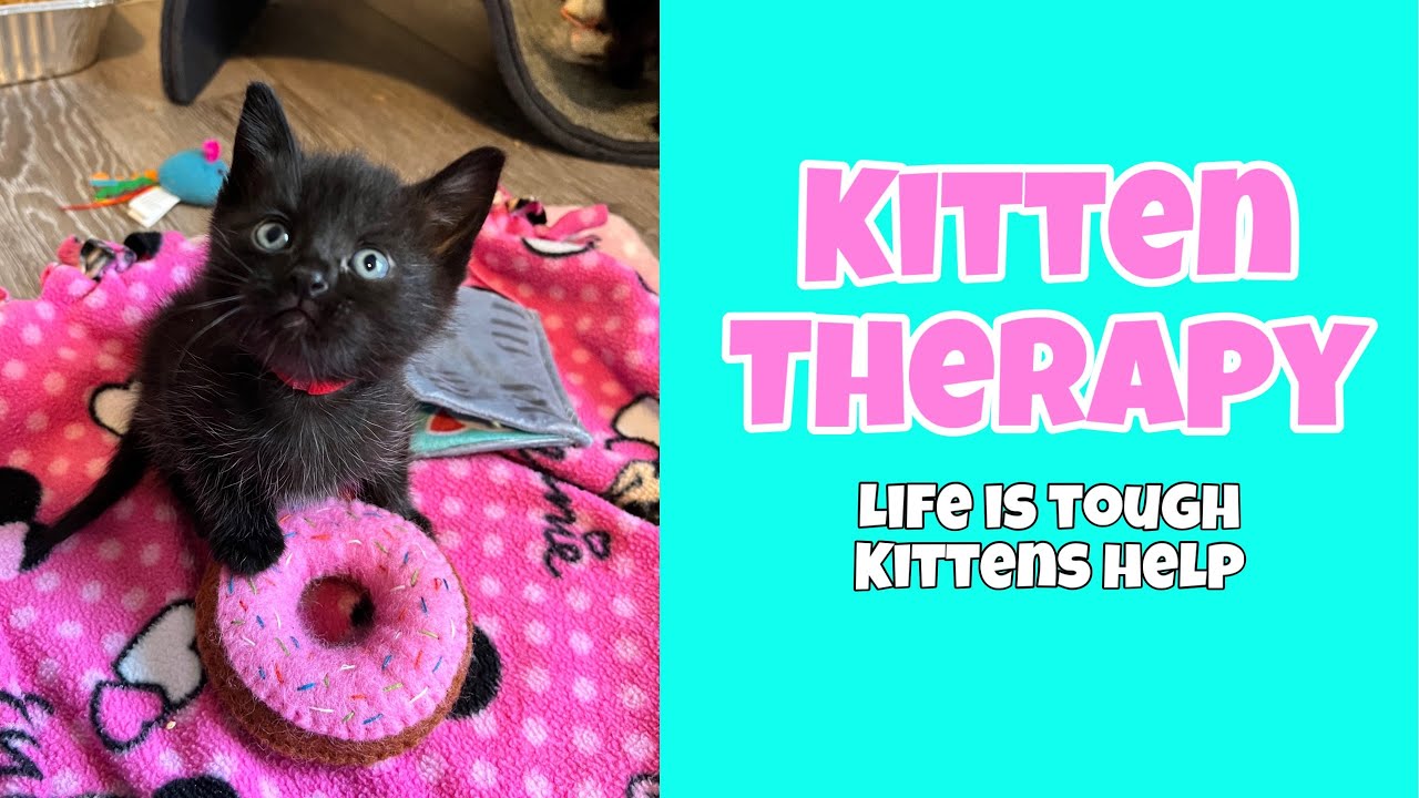 Kitten Therapy
