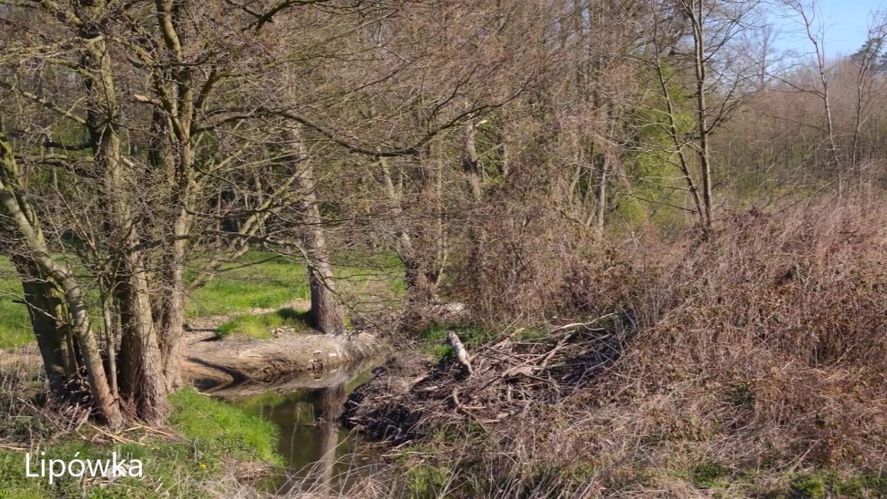 Okolice Kalisza -  Wielowieś, Zamość, Raduchów