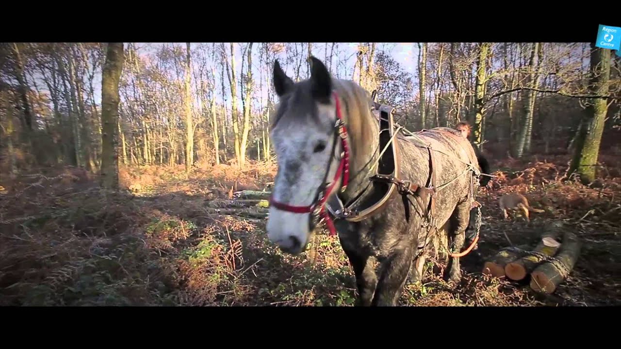 Le renouveau du cheval Percheron...