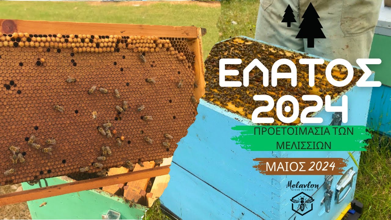 Προετοιμασία των μελισσιών για τα έλατα. Μάιος 2024