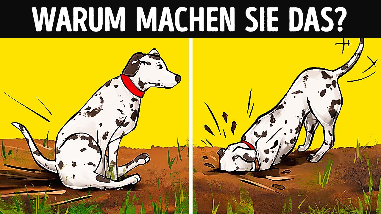 Die wahre Bedeutung von 19 seltsamen Hundeverhaltensweisen